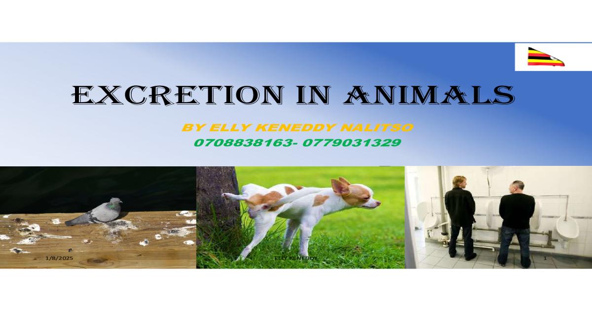 Excretion in animals Notes