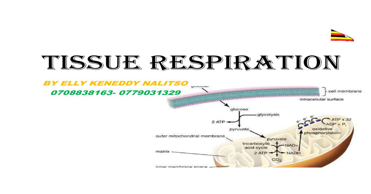 Tissue respiration notes by  Elly keny