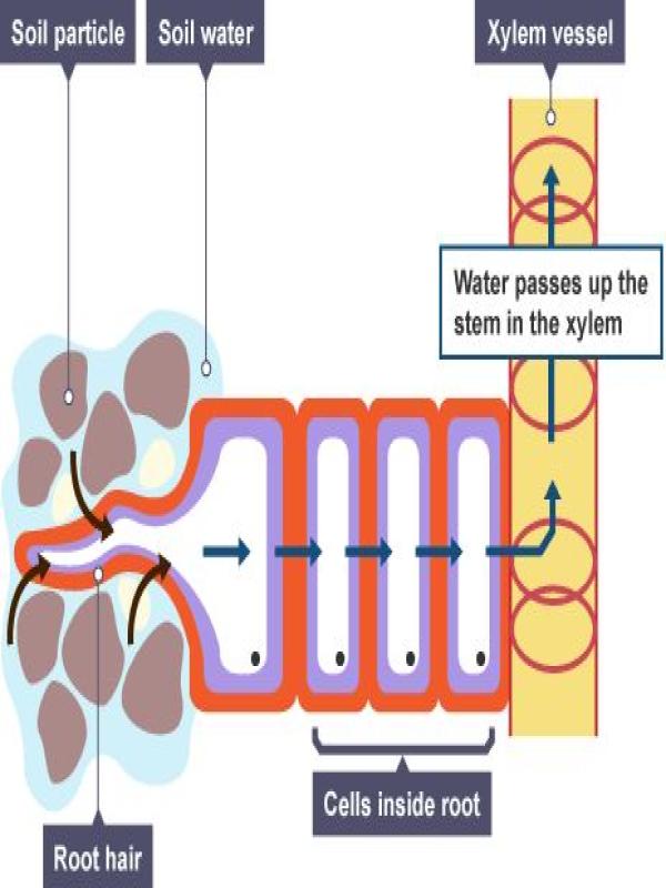 Water Transportation from Roots in Plants - Biology Study ILLUSTRATION