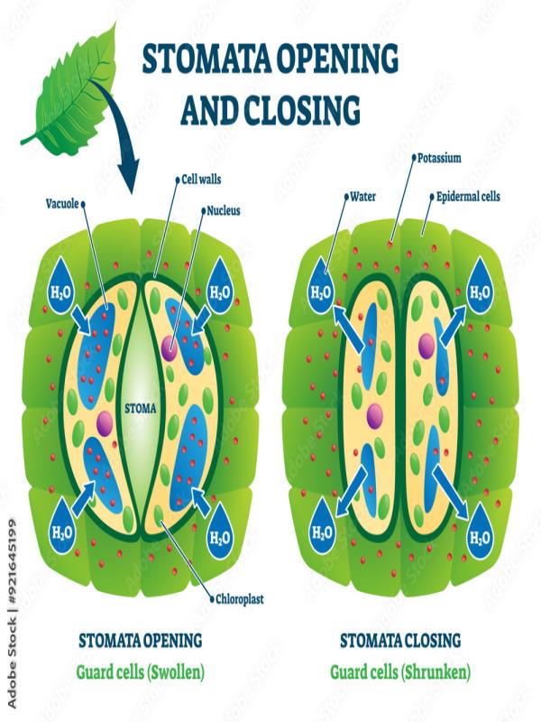 Stomatal Structure Illustration | Secondary Biology Study Diagram