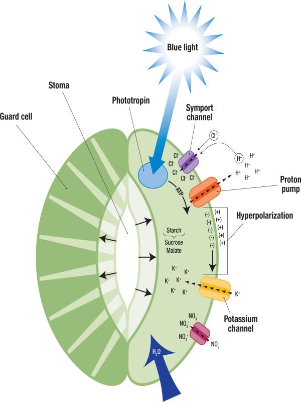 Ionic Theory of Stomatal Opening and Closure Illustration | UNEB Biology