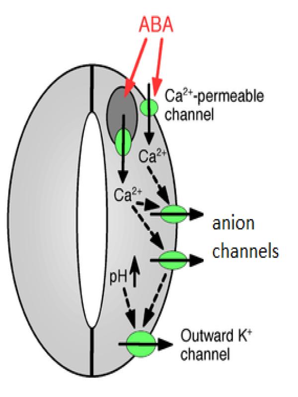 Abscisic Acid (ABA) Action in Stomatal Closure Illustration | UNEB A-Level Biology