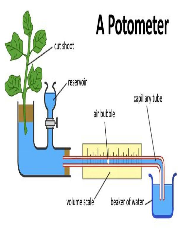 Bubble Potometer Labeled Illustration | UNEB Biology Revision