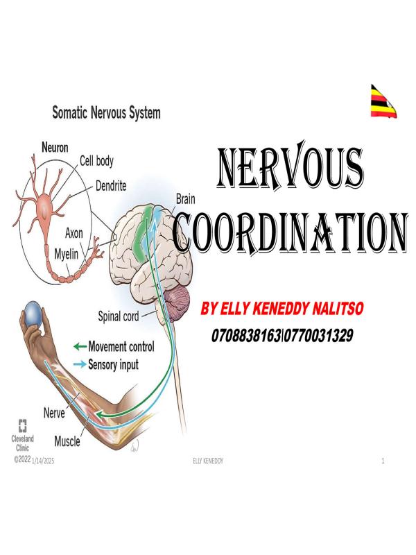 Nervous Coordination Concepts