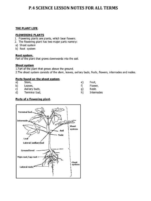 Primary Four (P4) Science Notes for All Terms