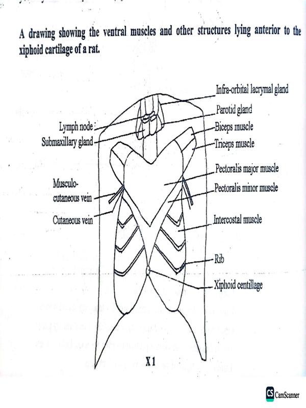 UNEB Biology Practical 2: Rat Dissection Labeled Diagrams and Guide
