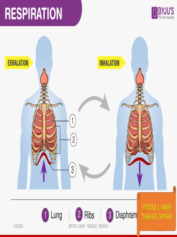 Senior Three Biology Lesson Notes: Respiration